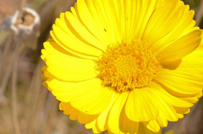 Desert Marigold has large showy bright yellow flowers solitary on naked stems. Baileya multiradiata